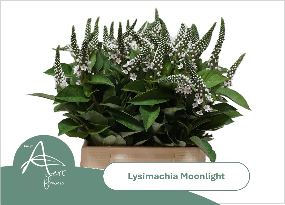 Lysim Moonlight
