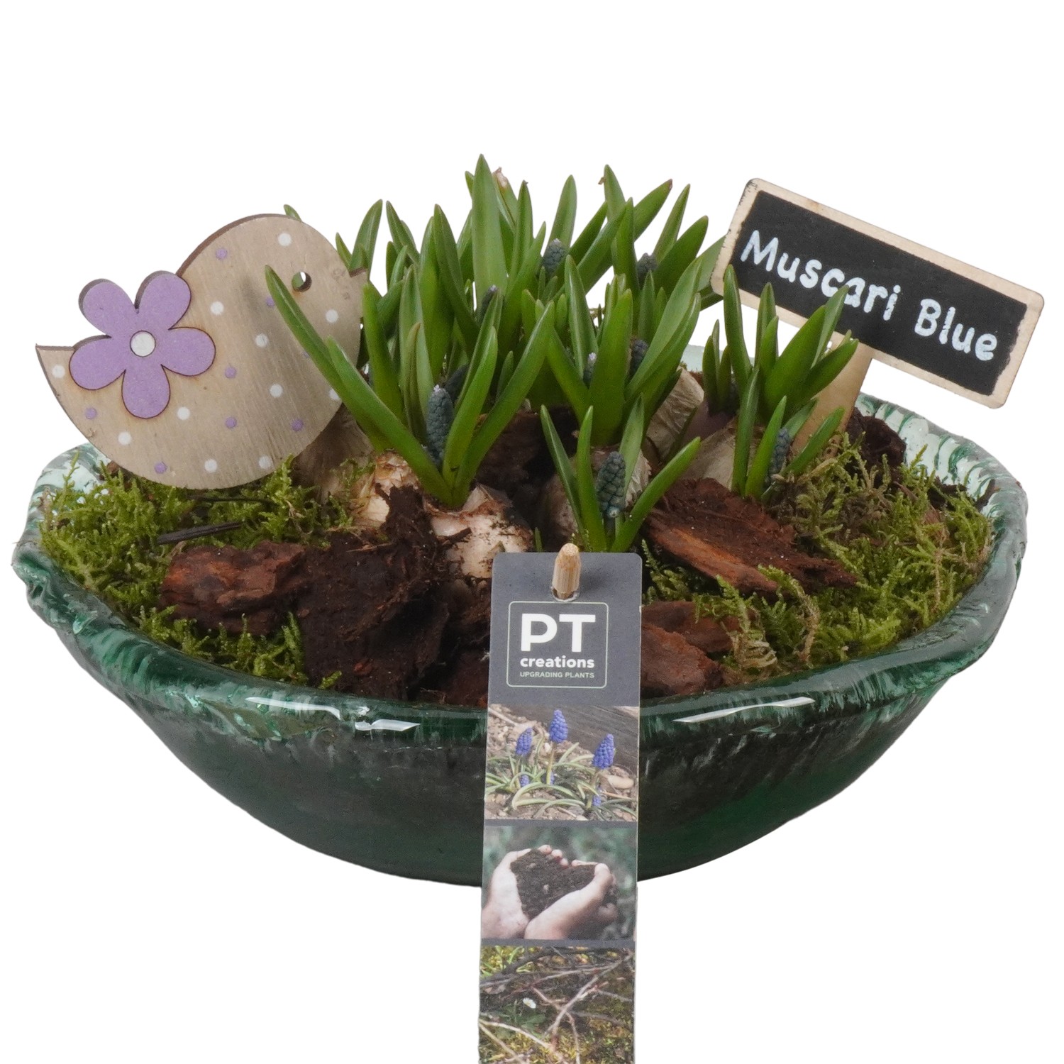 Picture of PTMB1005 Arrangement Muscari in glass bowl P21 17cm