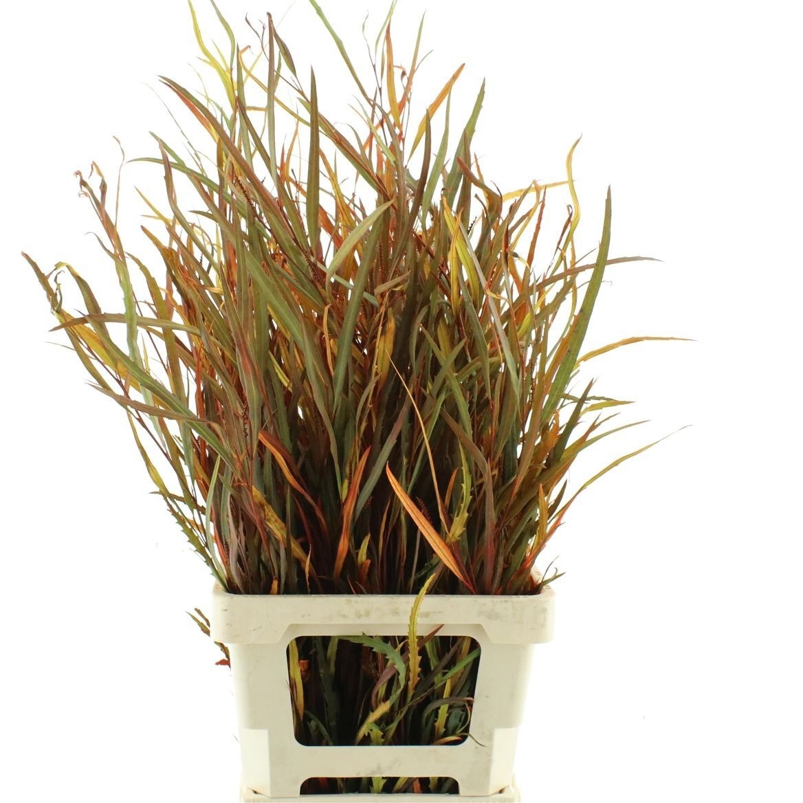 Decoration Greens Painted 70cm 200gram