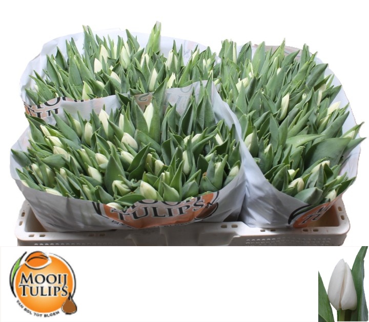Tulipa Update 34cm 27gram