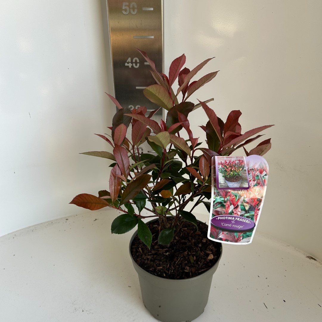 Picture of Photinia fras. Carre Rouge P17 (2 Ltr)