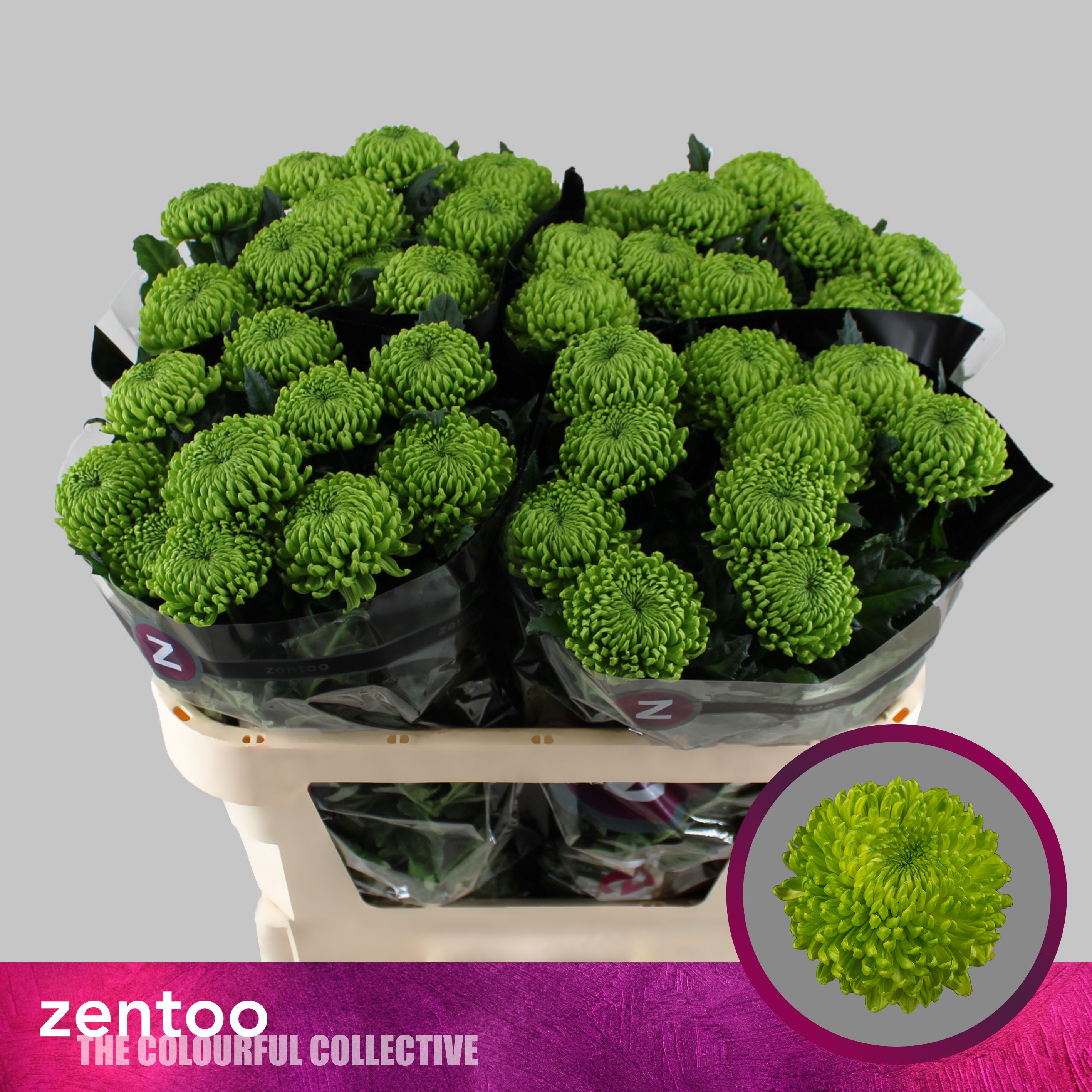 Chrysanthemum Ind. disbudded Alemani CHR G ALEMANI