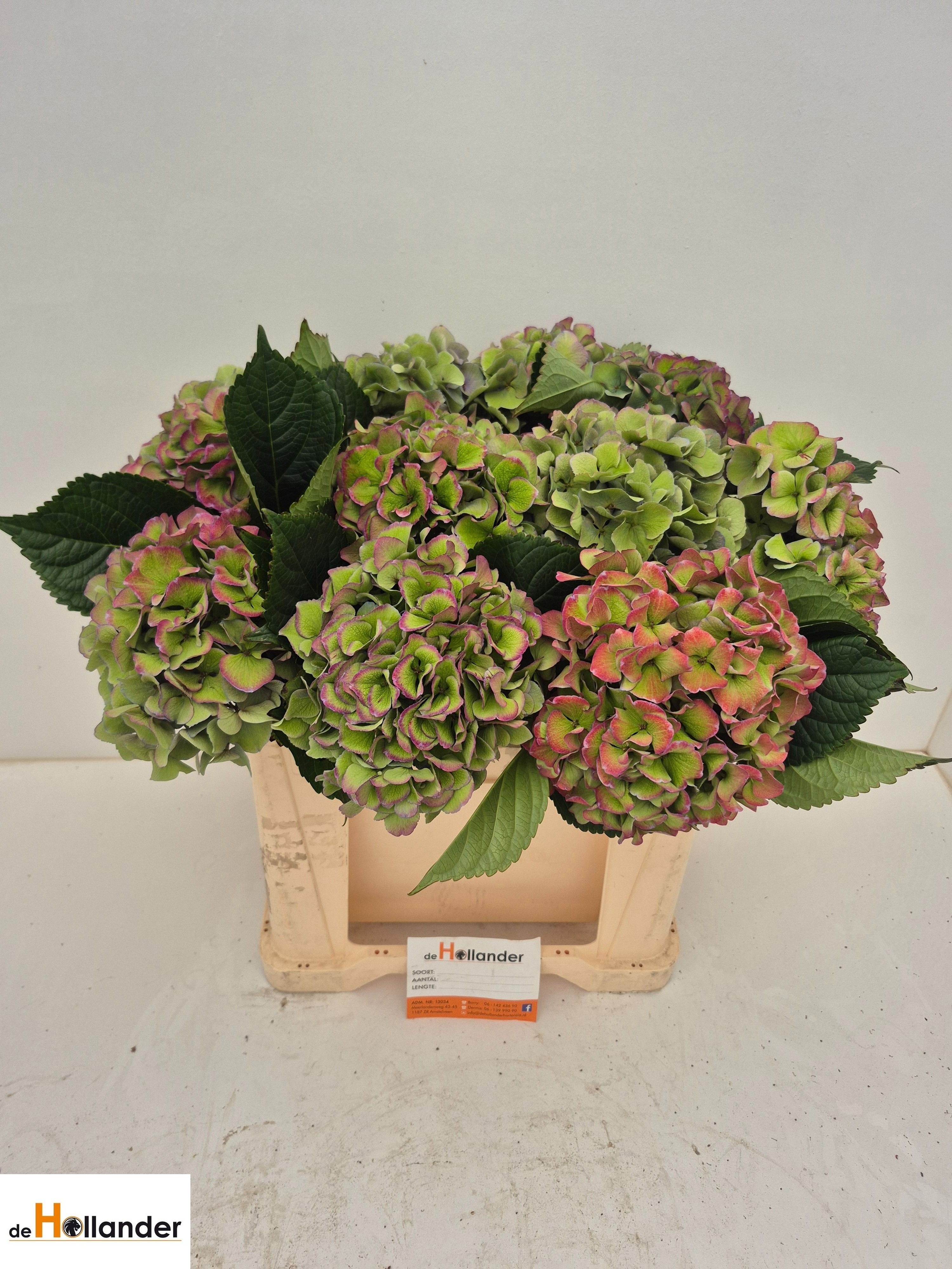 Hydrangea Royal Love Classic Blue 50cm 18Ø