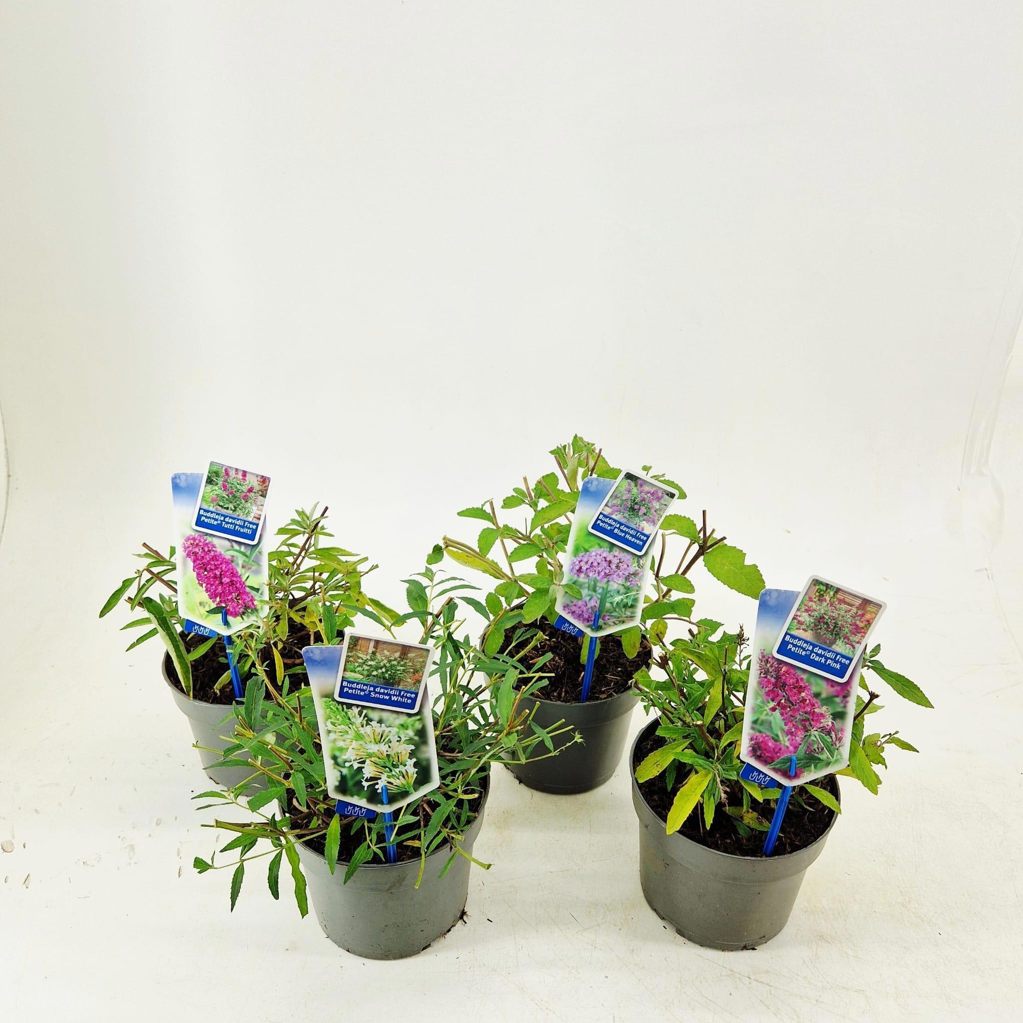 Buddleja (Free petite) mix (minimum order one layer)