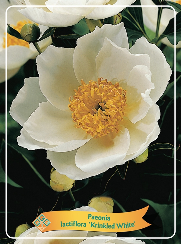 Picture of Paeonia Lactiflora mix 6x10 srt. per shelve P11