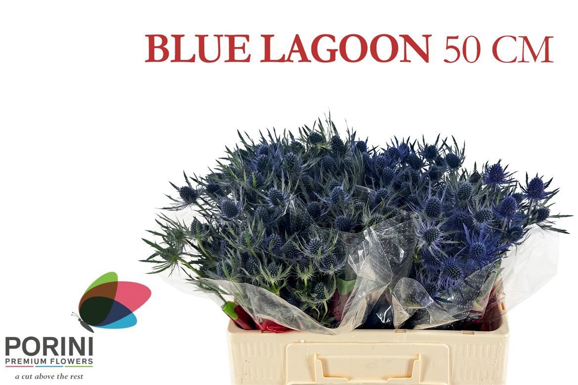 Eryn Mag Blue Lagoon