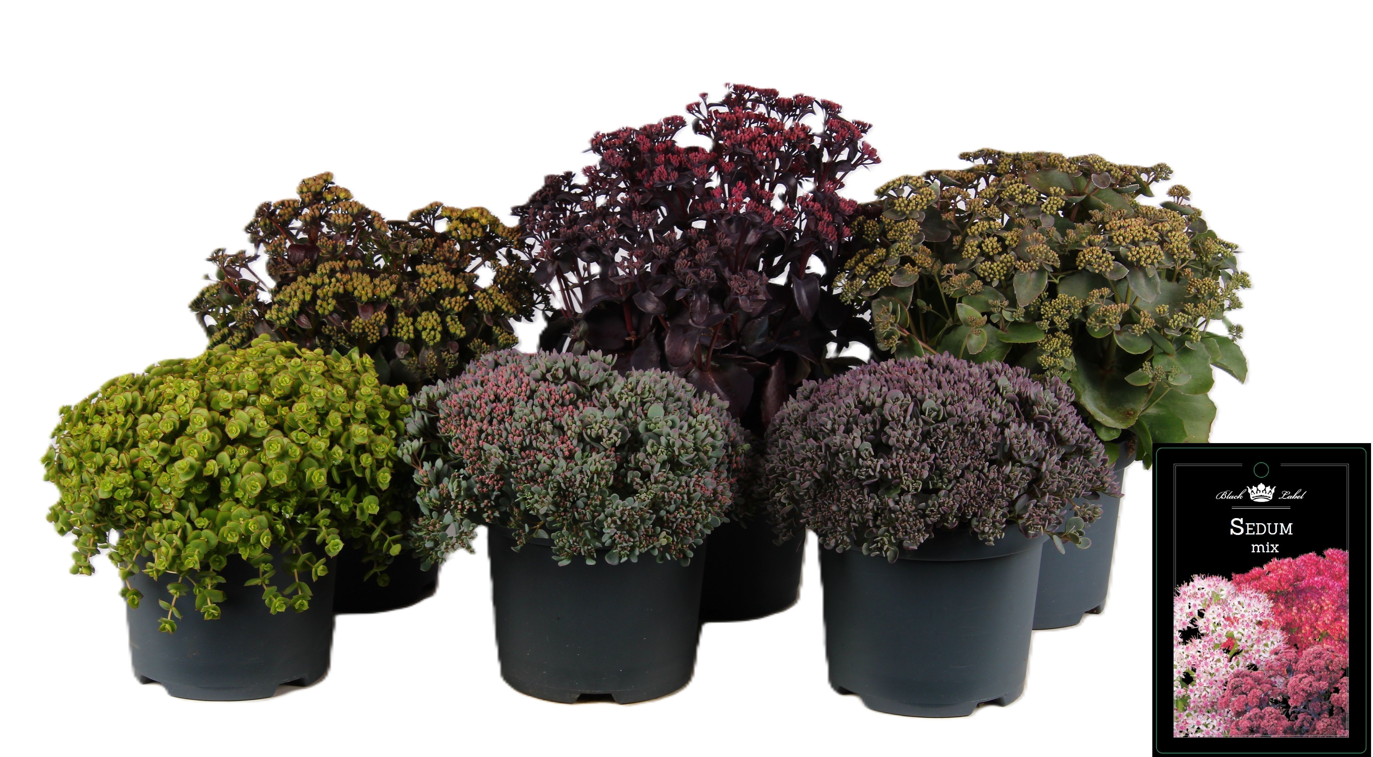 Picture of Sedum mixed-shelf