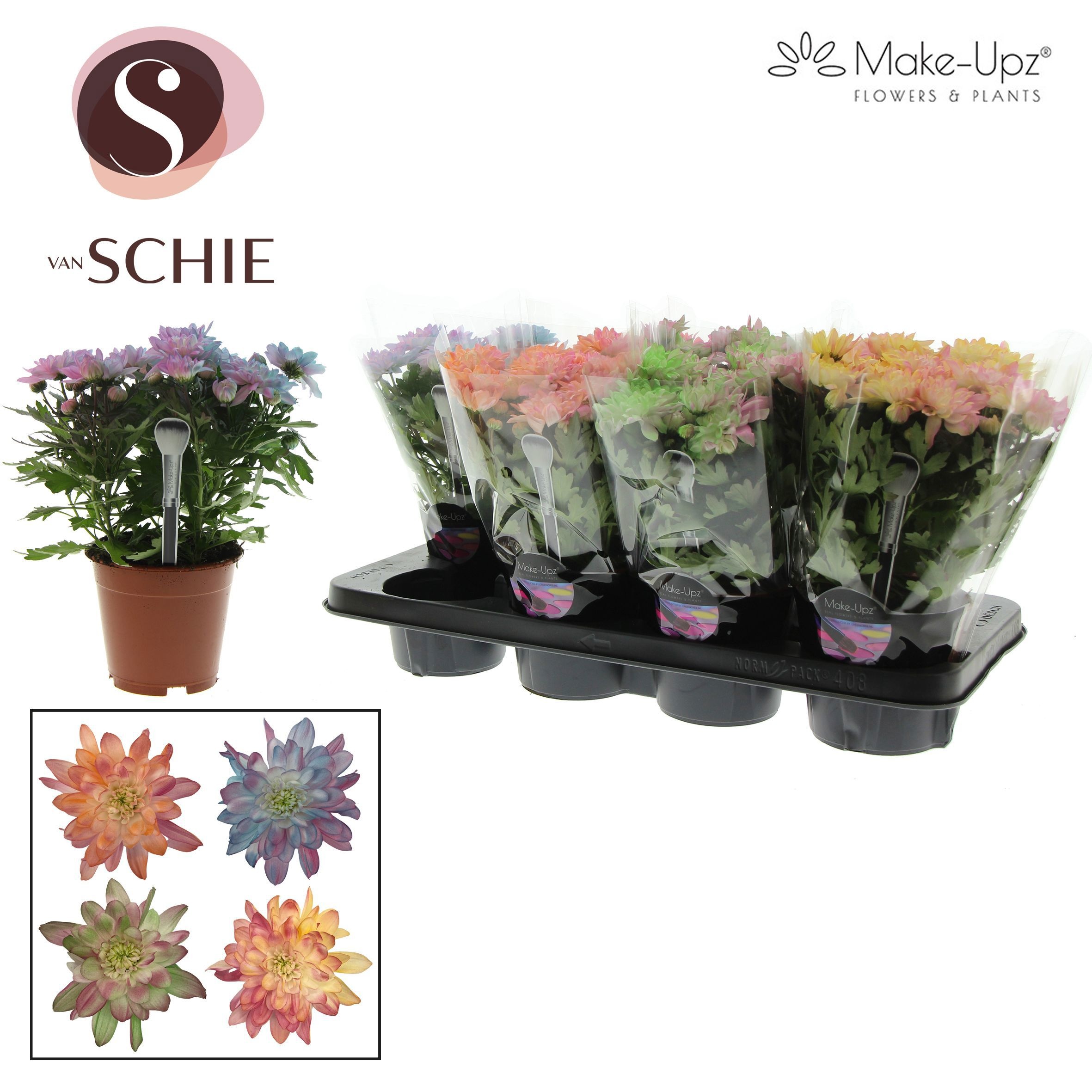 Chrysanthemum Ind. 'Chrystal White' Grandezza Make-Upz Party Mix |  Gardenline