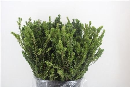 Myrtus Communis