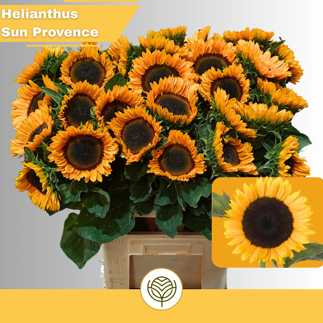 Helian An Sunrich Pr