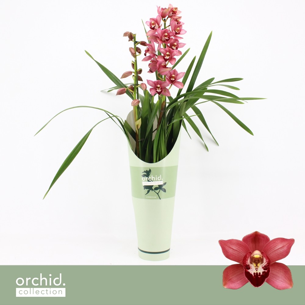 Picture of Cymbidium hybrid Jolly Red 2-Spikes Orchid Collection Potcover P14 65CM