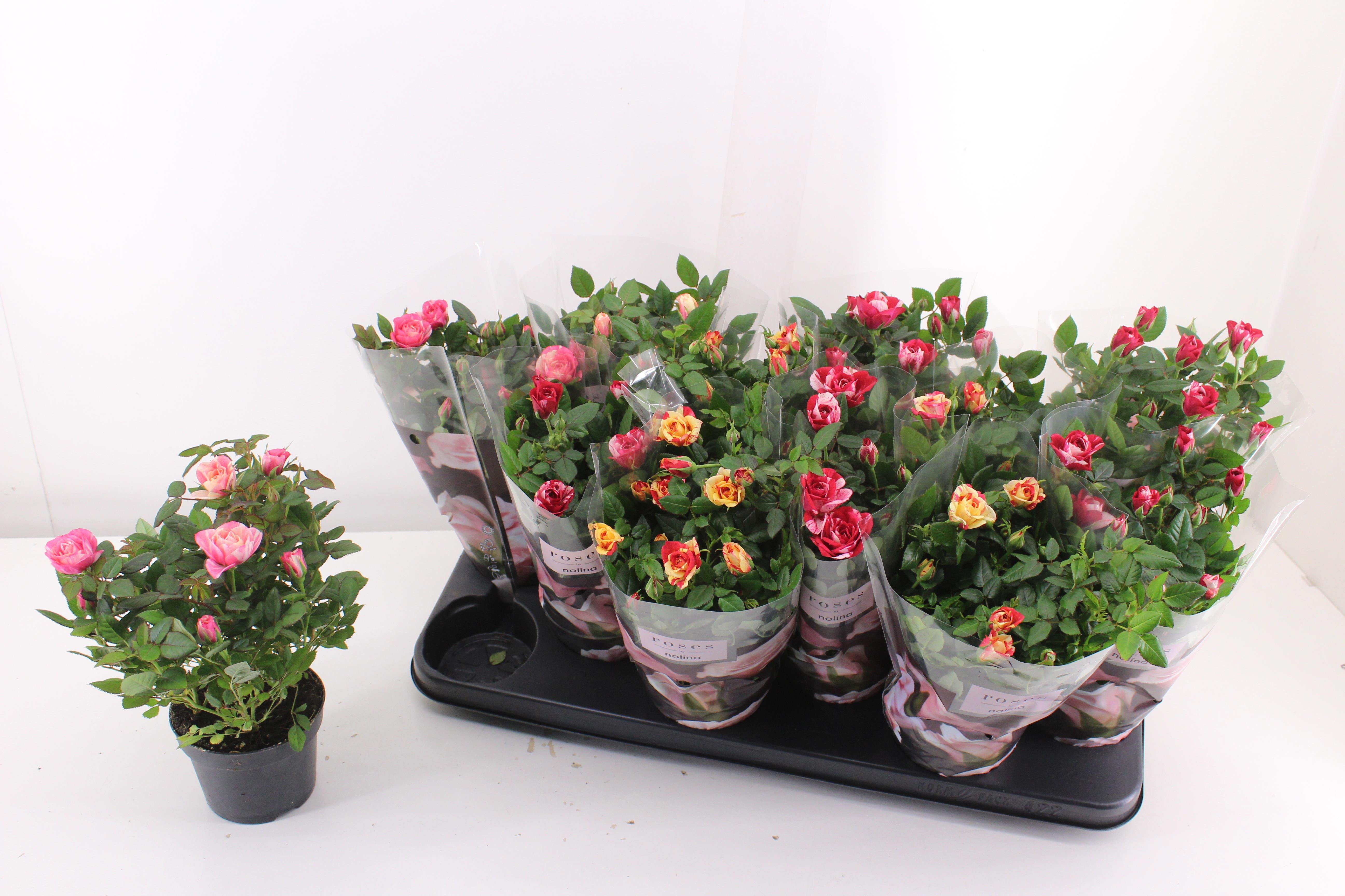 Rosa Victory Mix 510Ø 30cm