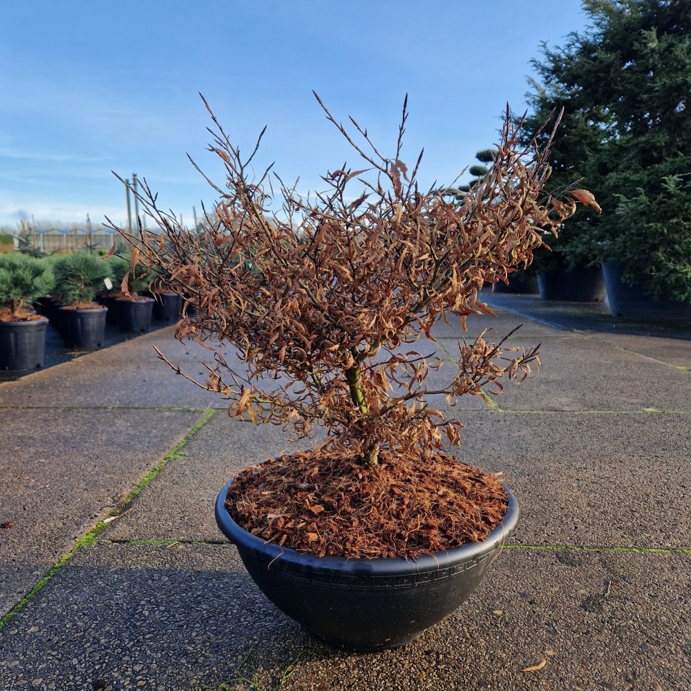 Picture of Fagus sylv. Mercedes C15-BOWL (LOOSE)