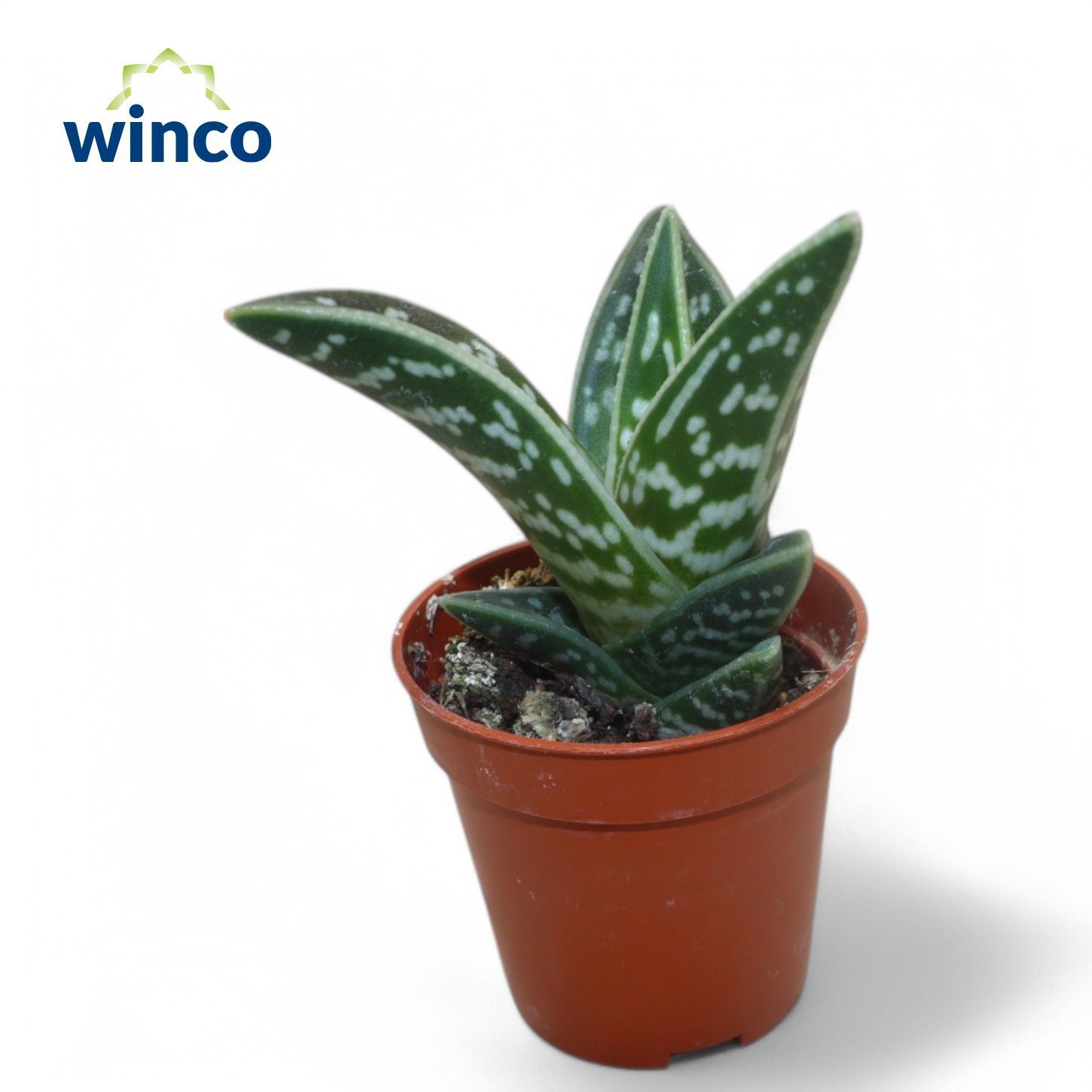 Aloe Variegata 505P 12H