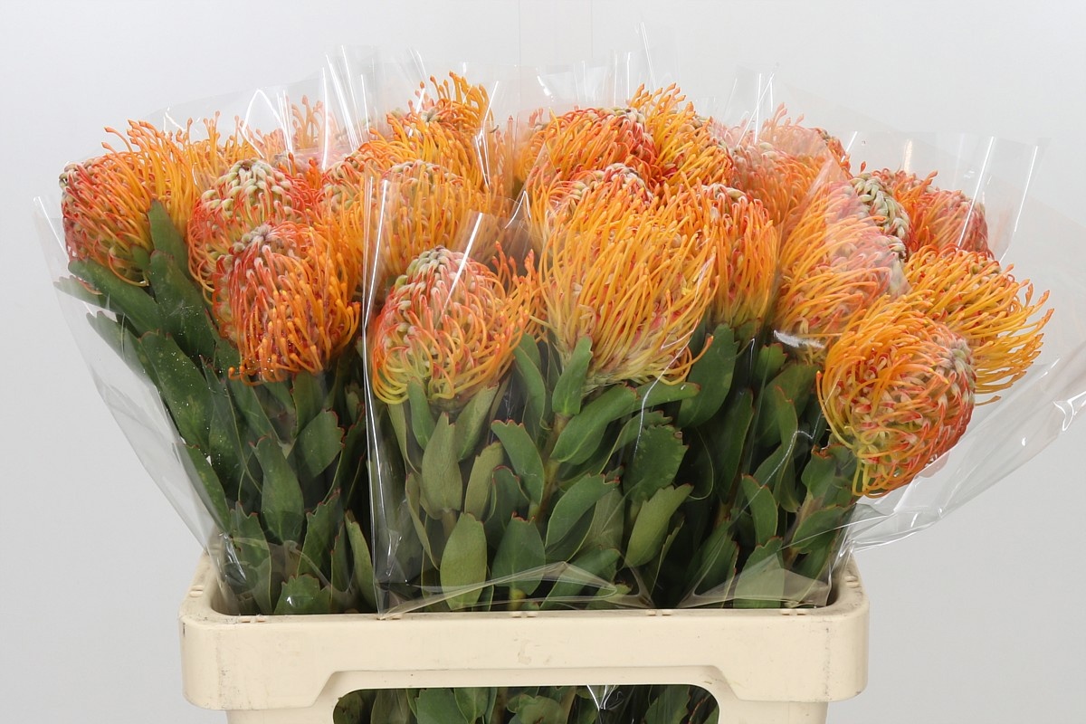 Leucospermum Soleil 60cm