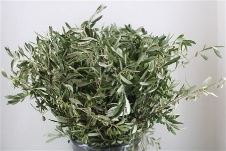 Olea Europaea Bs