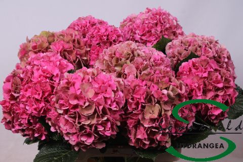 Hydrangea Glowing Alps Classic 70cm 21Ø