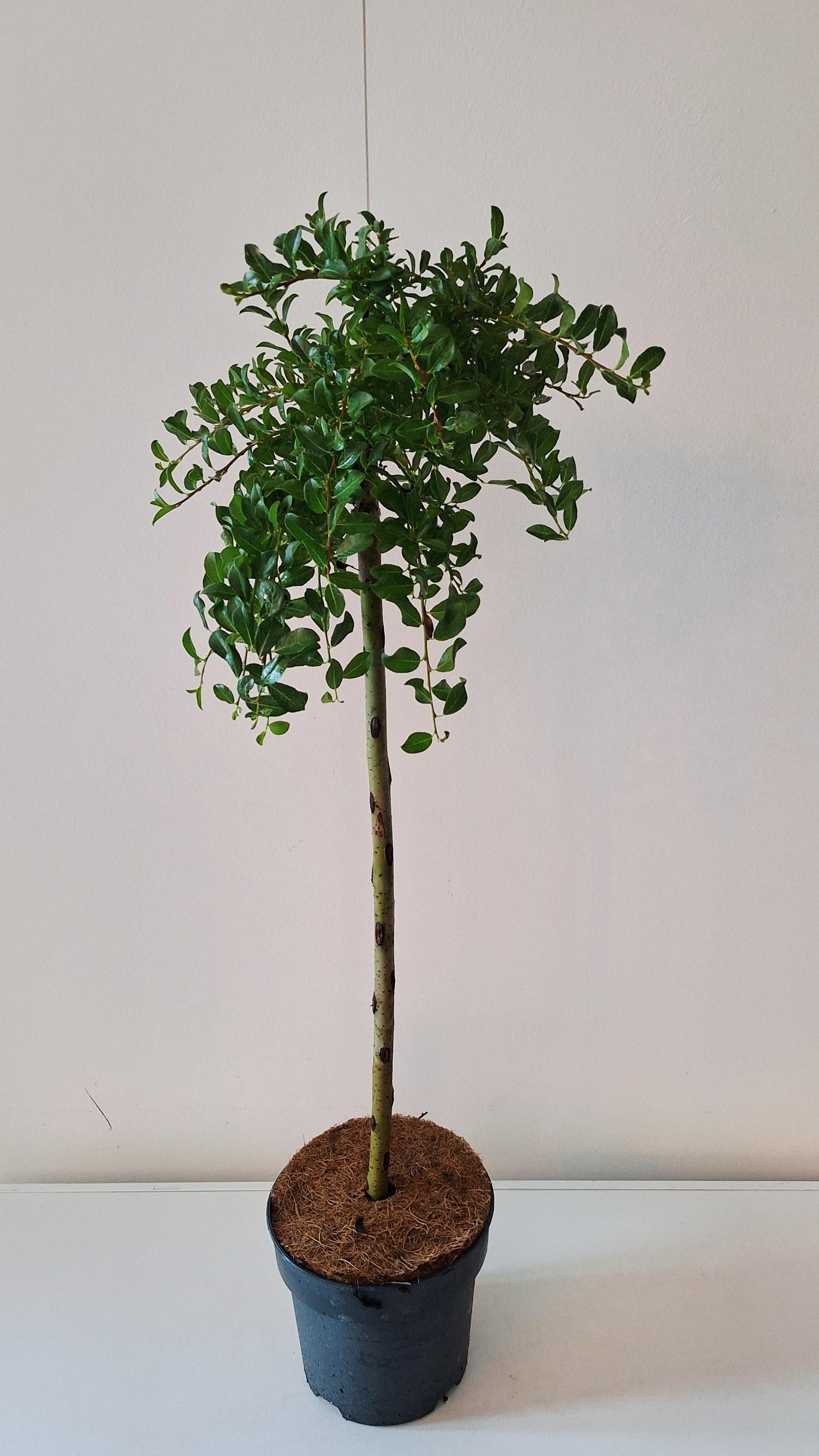 Salix arbuscula stam