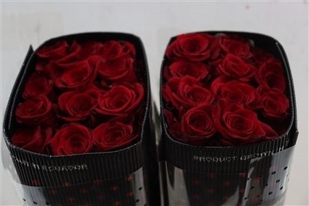 Rosa Freedom 60cm