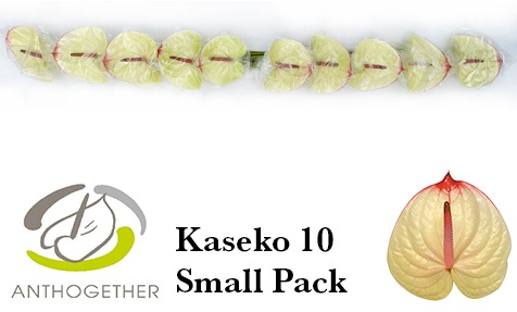 Anth A Kaseko