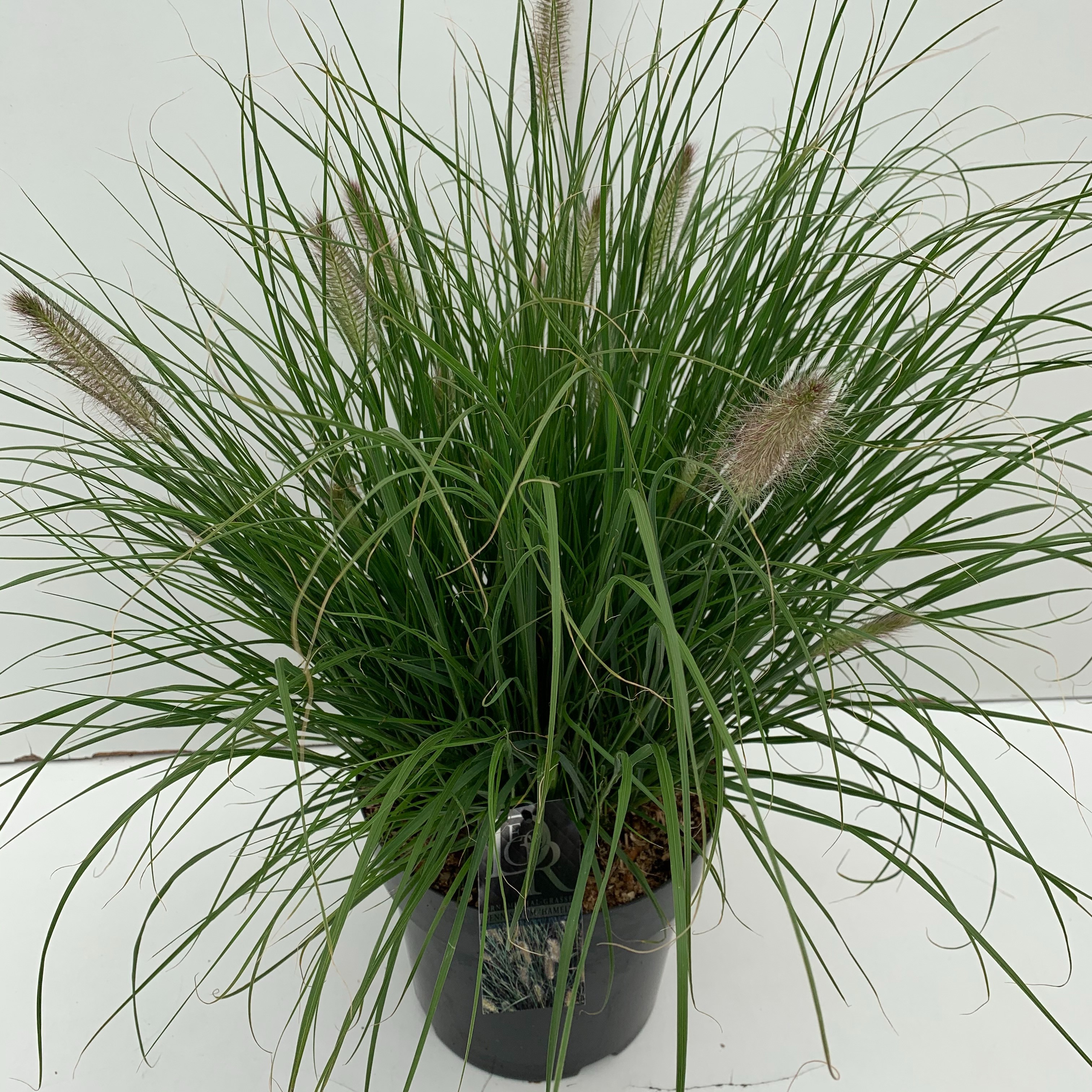 Pennisetum alopecuroides 'Hameln'