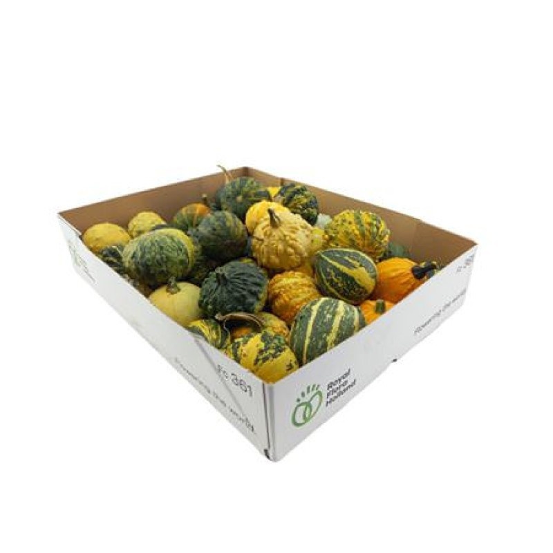 Cuc P Orange (PUMPKIN)