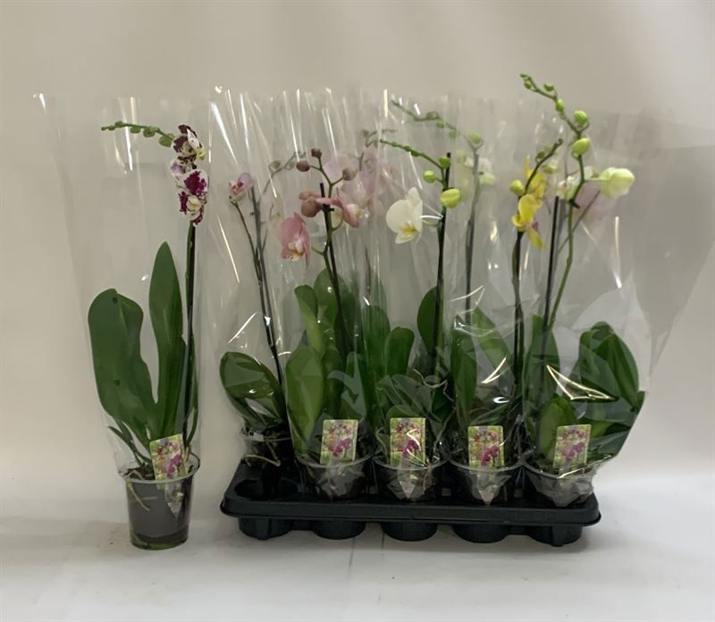 Phal Gem 12P 60H 1TAK 6bloem 12bloei