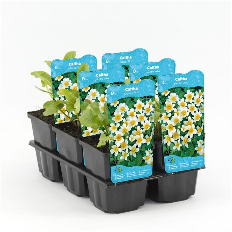 Caltha palustris alba