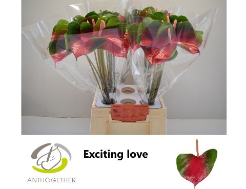Anth A Exciting Love