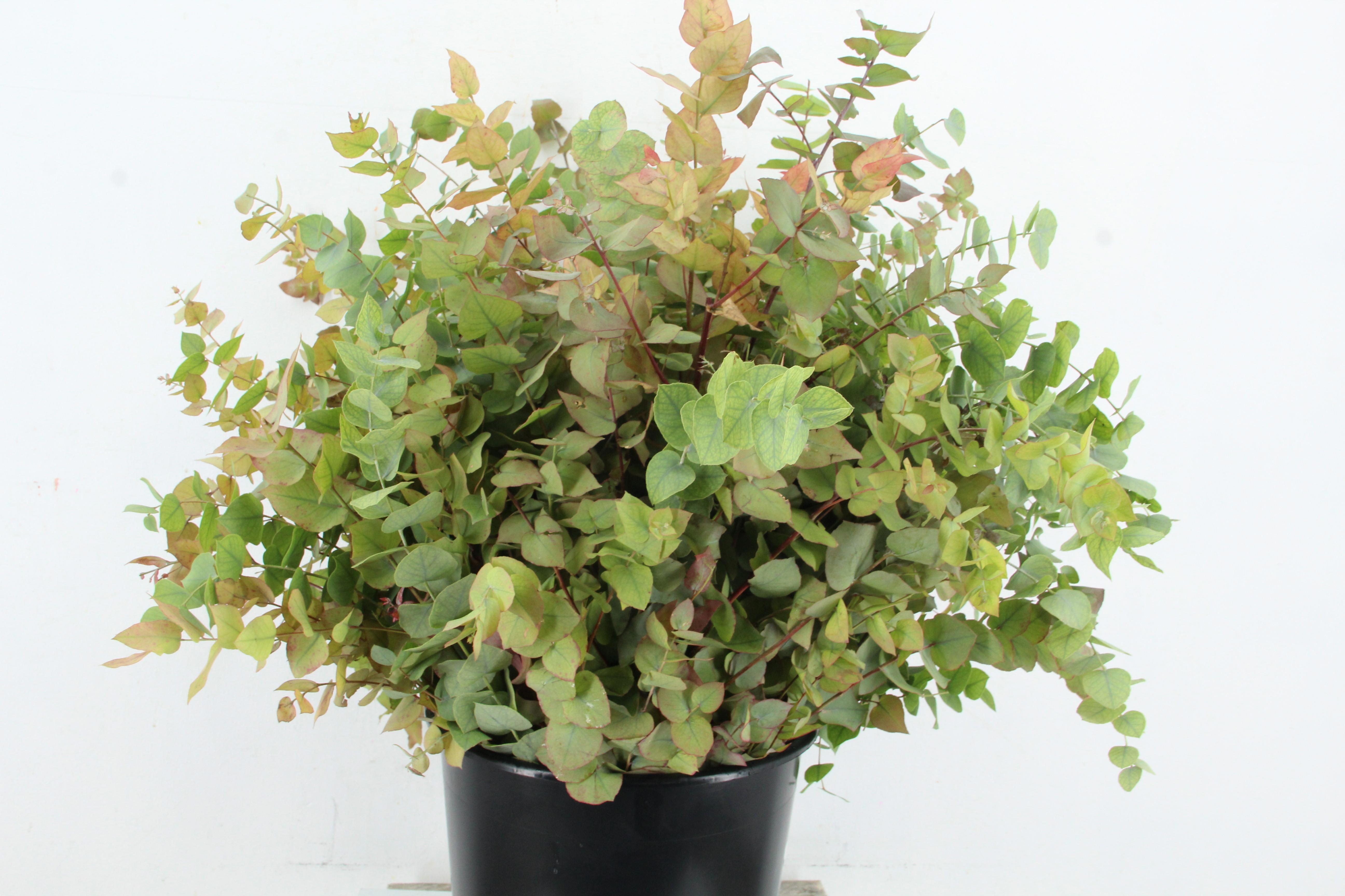 Euca Ov Blad