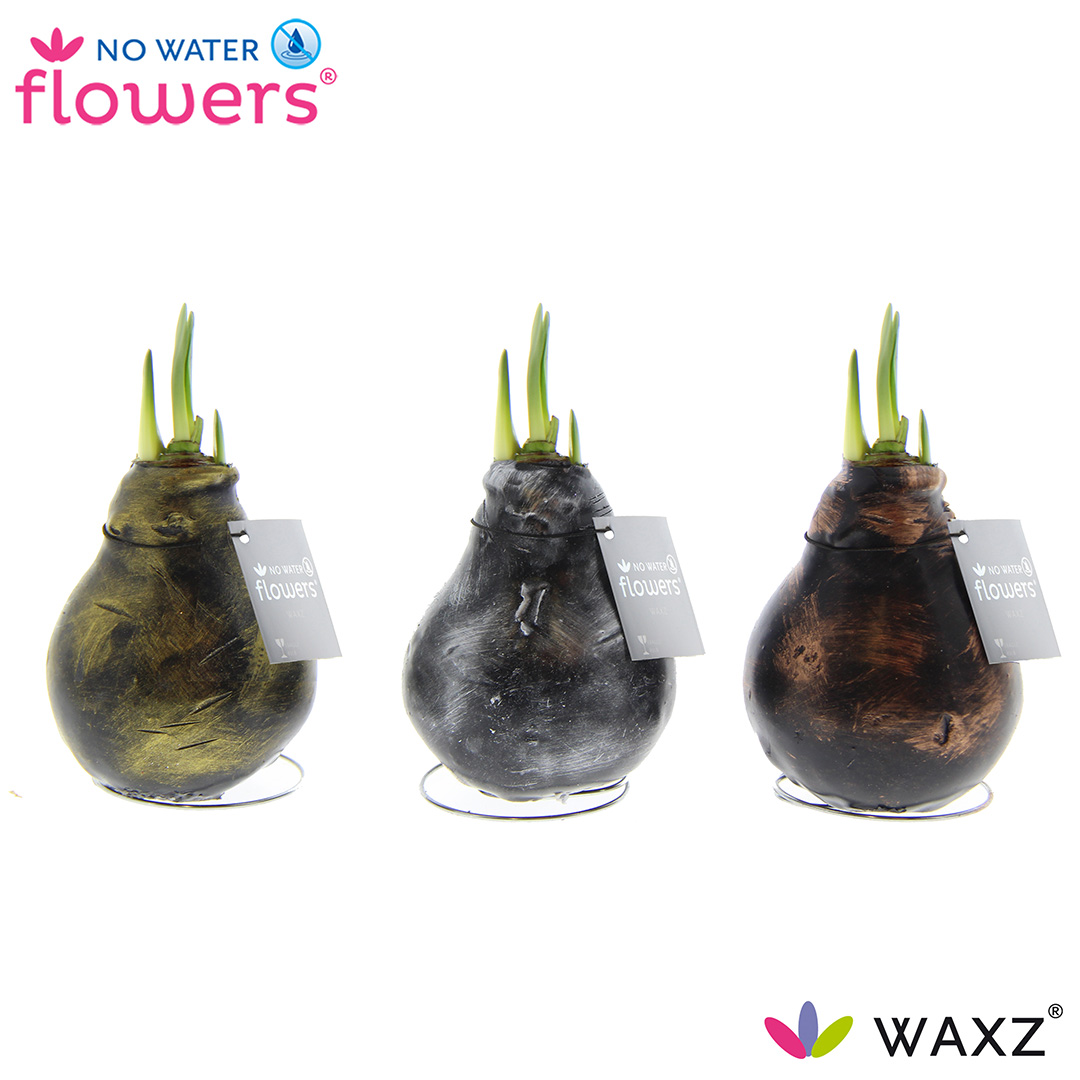 Picture of No Water Flowers® Antiquez in varieties 15CM