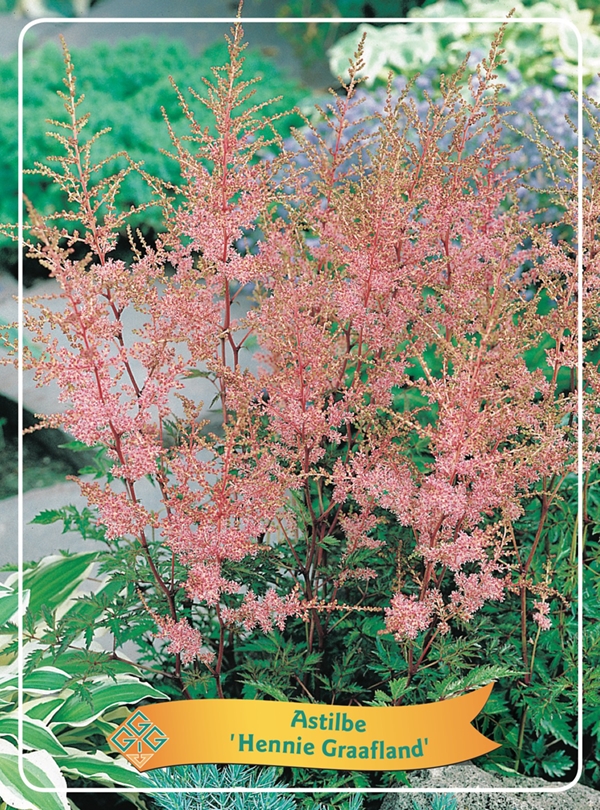 Picture of Astilbe mix 6x10 srt. per shelve P11