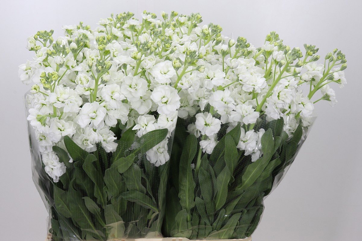 Matthiola Iron White 70cm