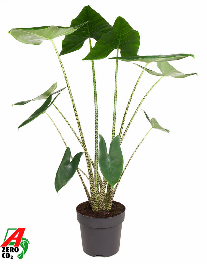 Picture of Alocasia Zebrina P32 130CM