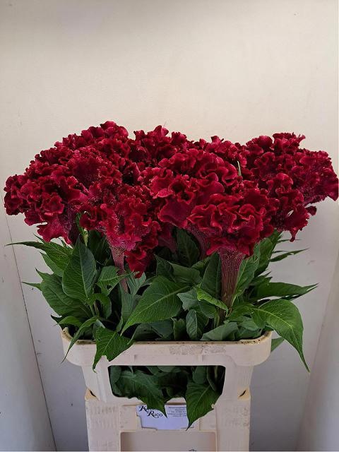 Cel C Turbo R Violet 90cm
