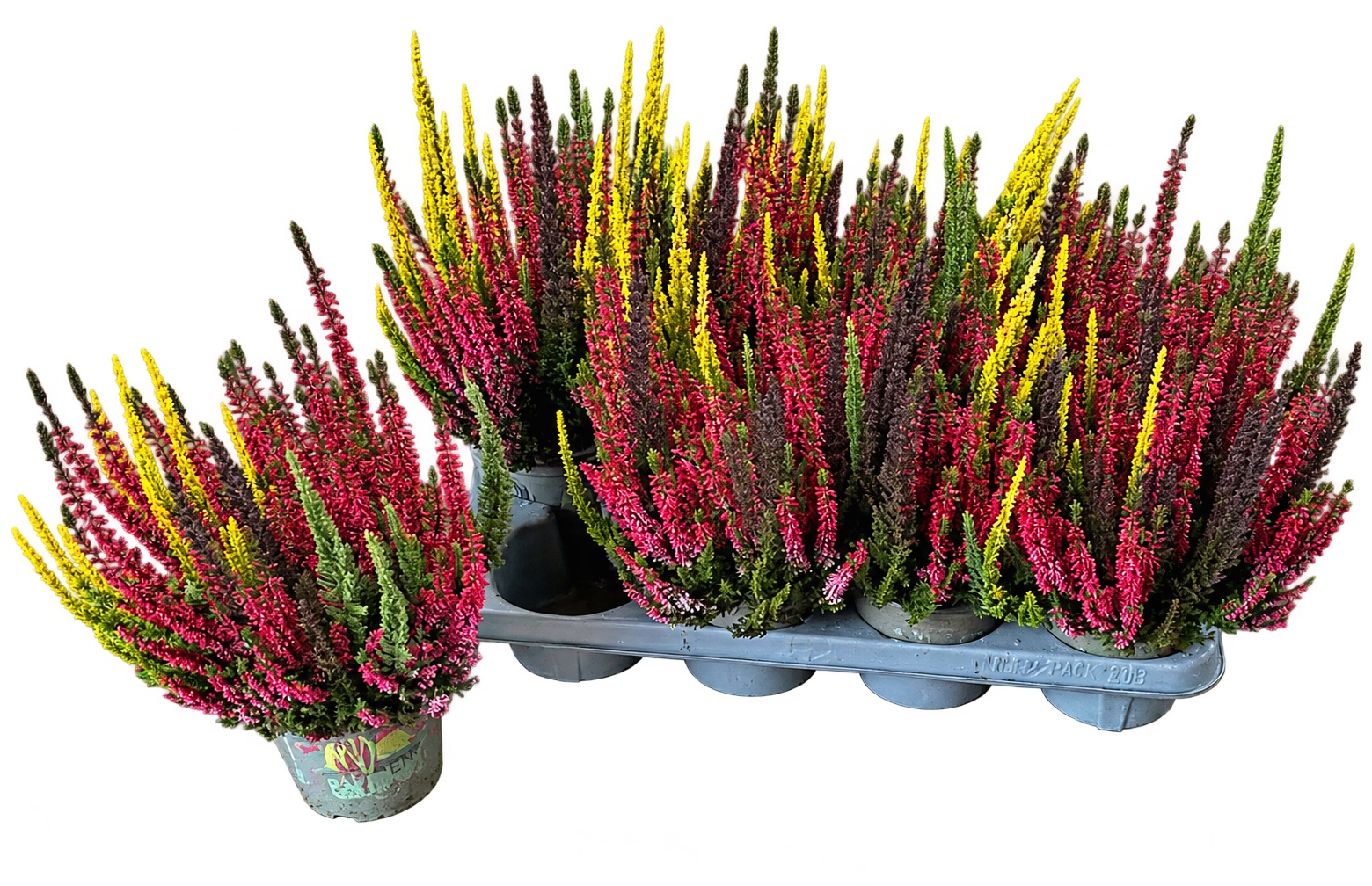 Callu Skyline Trio G 13Ø 35cm