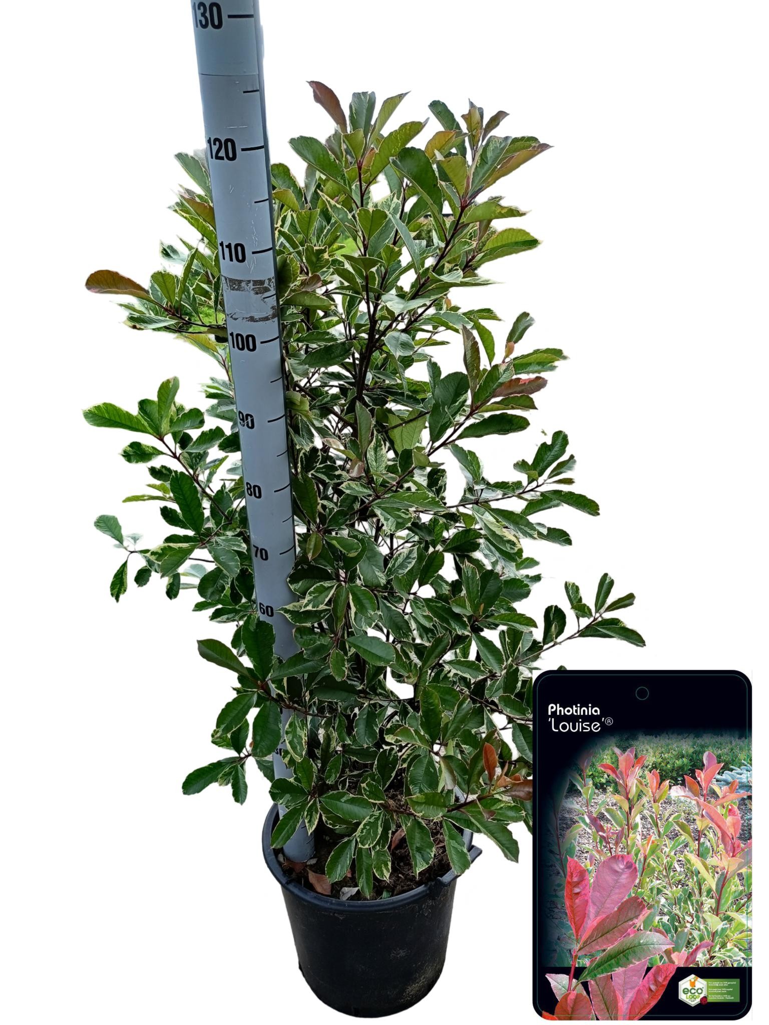 Picture of Photinia fraseri 'Pink Marble' C30