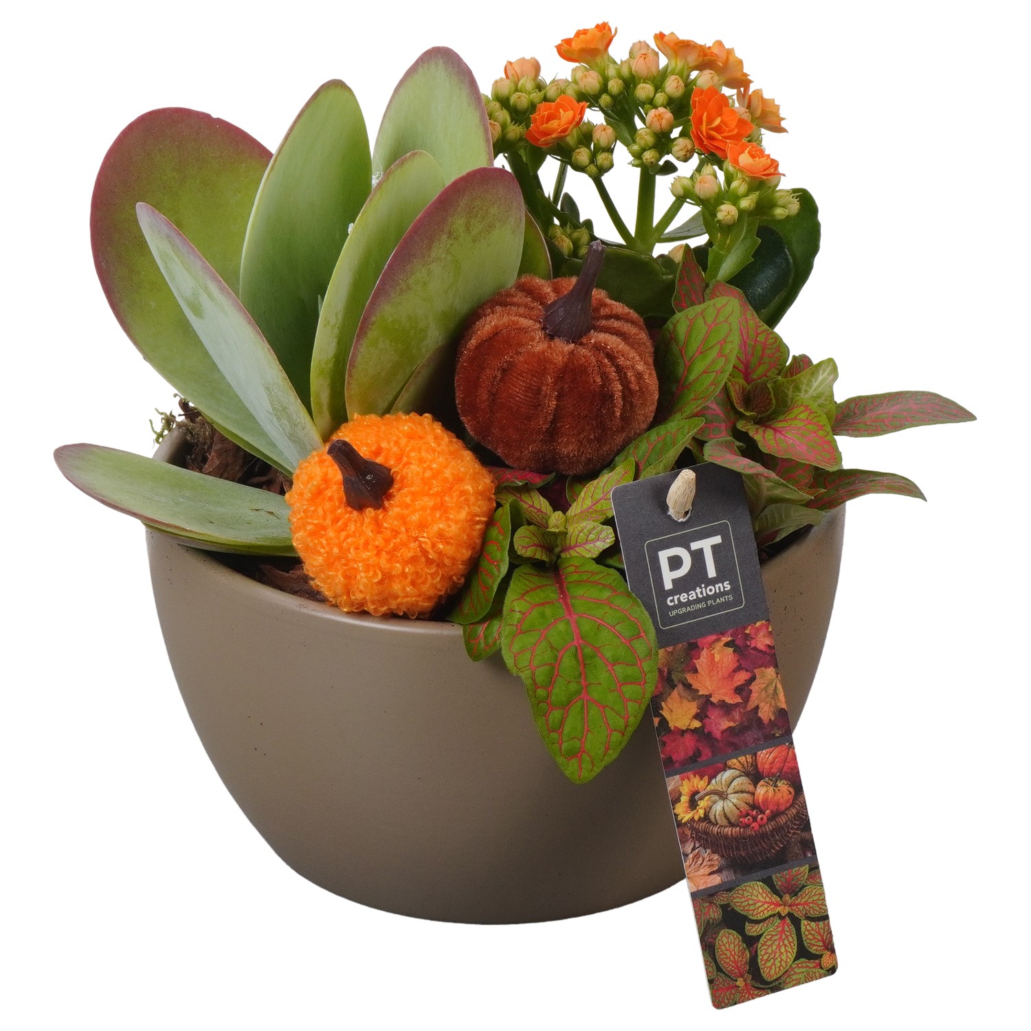 Picture of PTAO5802 Arrangement Autumn Indoor in ceramic bowl P15 21CM