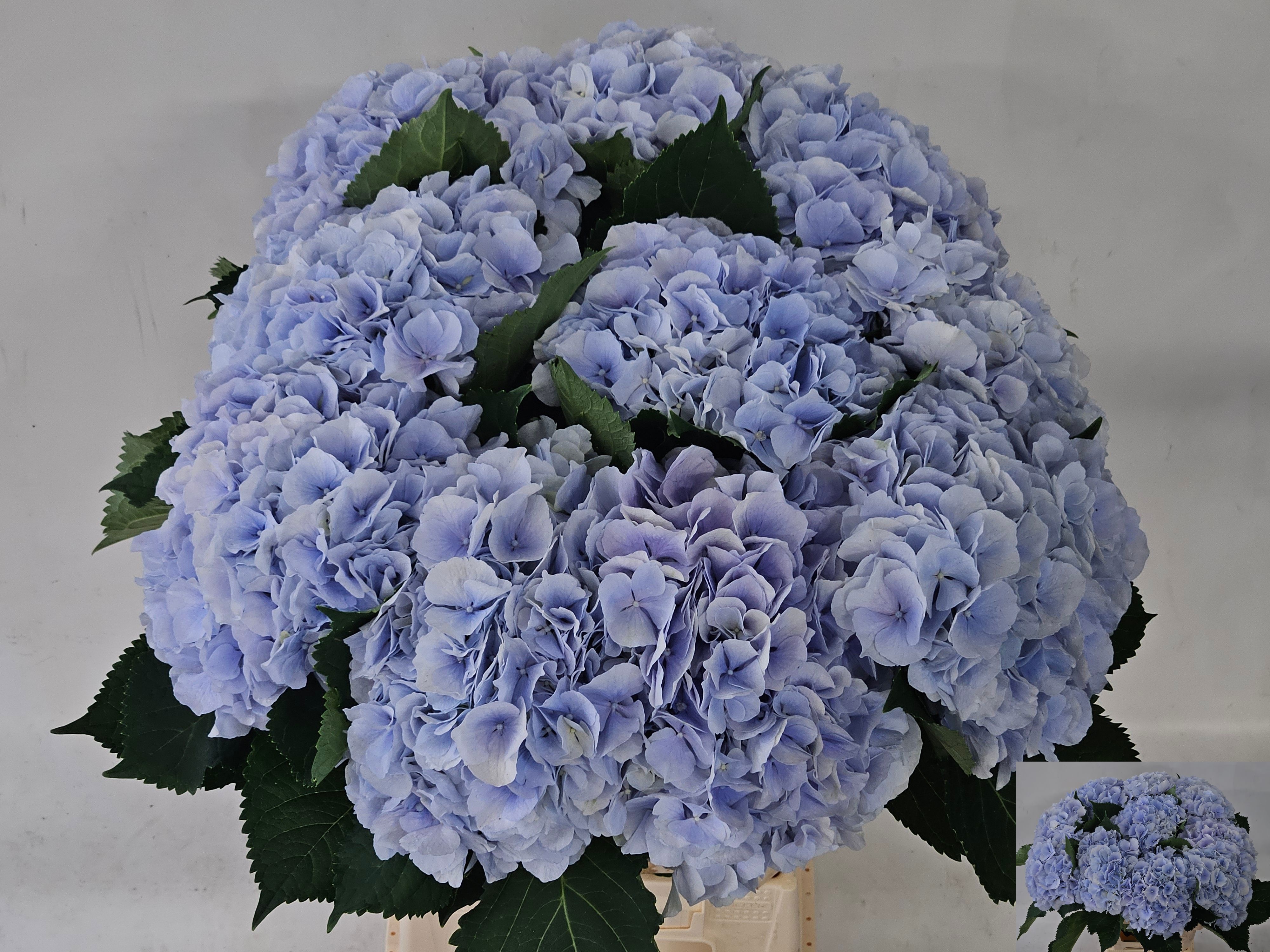 Hydr M Verena Bl