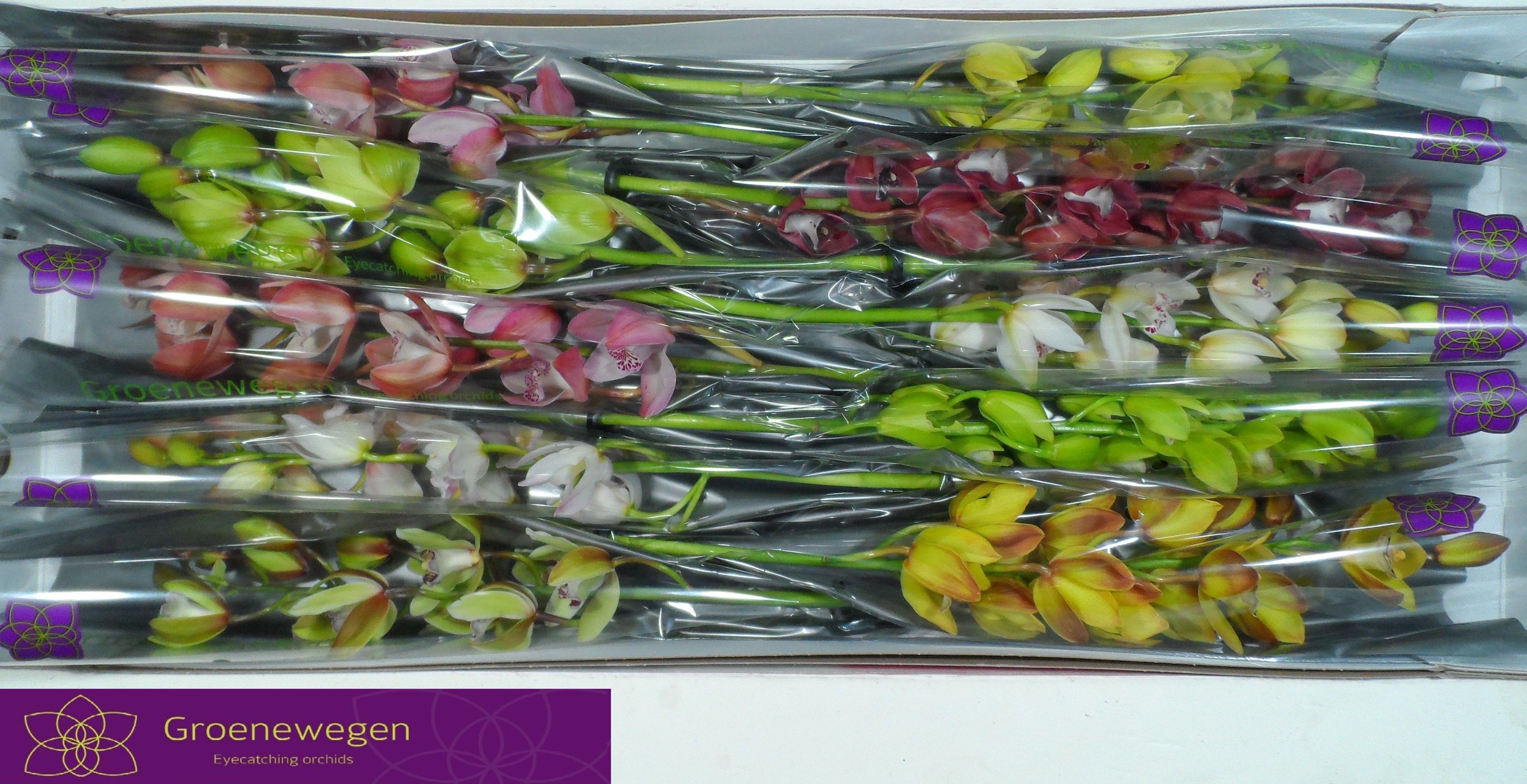 Cymbidium Asst Mini 60cm