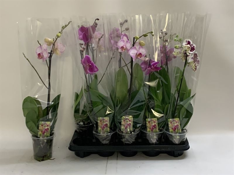 Phal Gem 12P 60H 1TAK 6bloem 12bloei