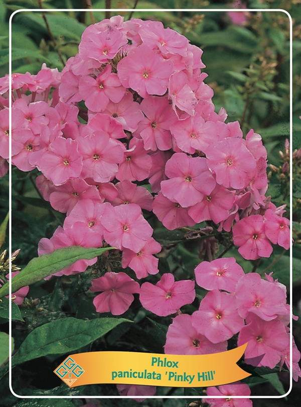 Picture of Phlox paniculata mix 6x10 srt. per shelve P11