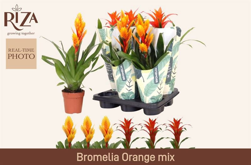 Bromelia Gem 6 Srt 12P 3H