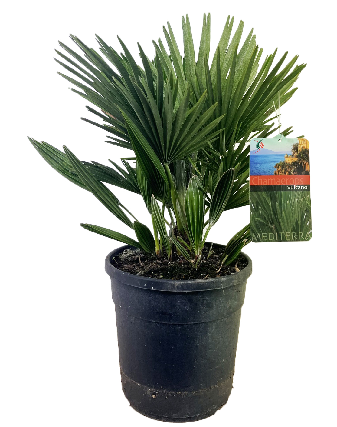 Picture of Chamaerops vulcano P24 (6 Ltr) 65/70 incl pot