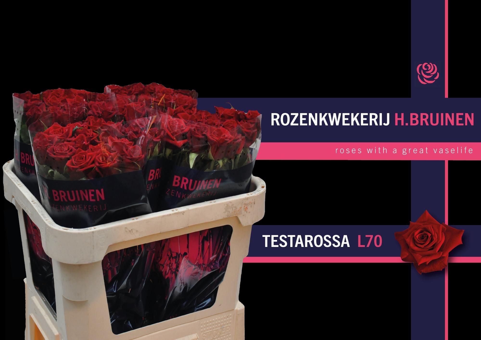 Rosa Testarossa 70cm