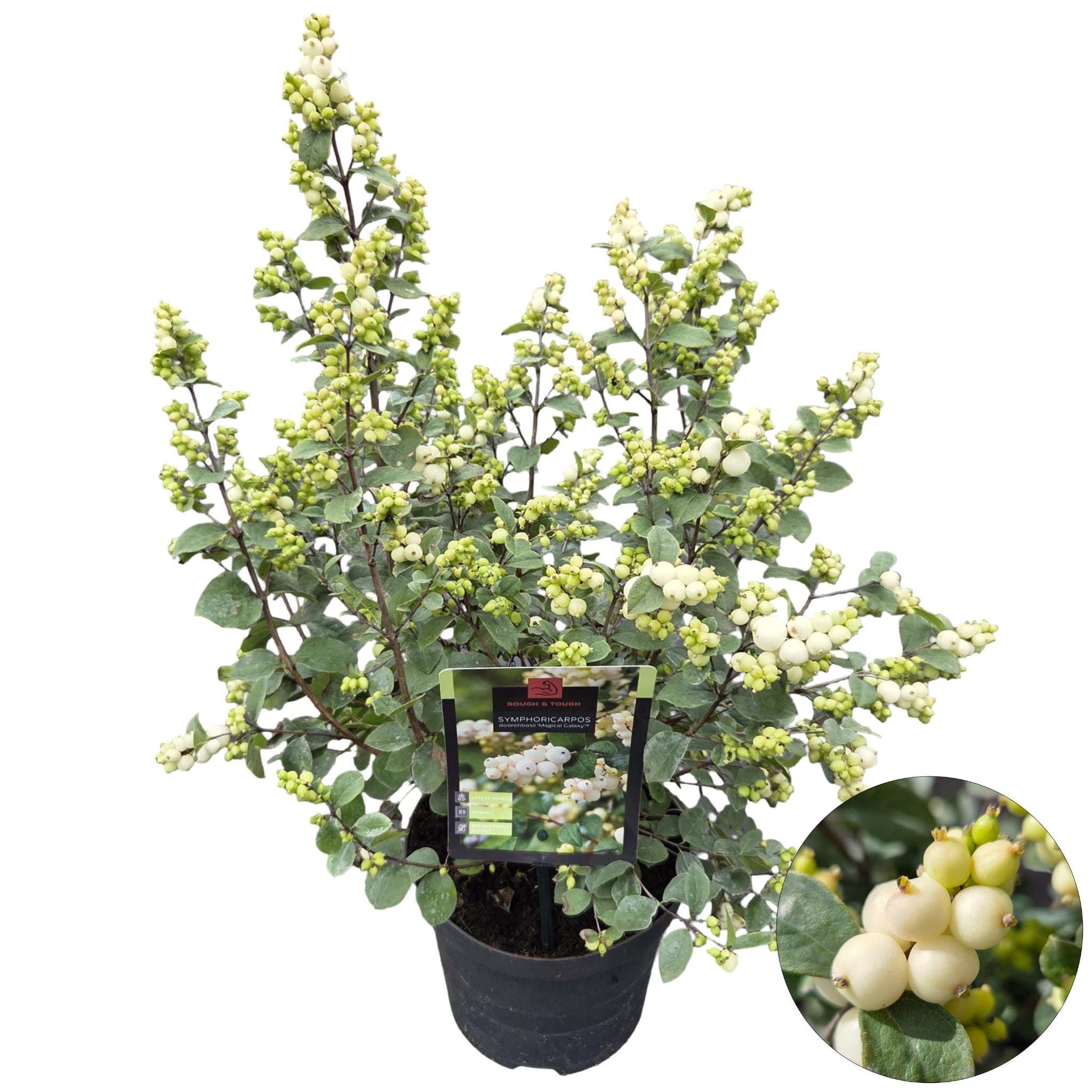Symphoricarpos Magical Galaxy ('Kolmgala')
