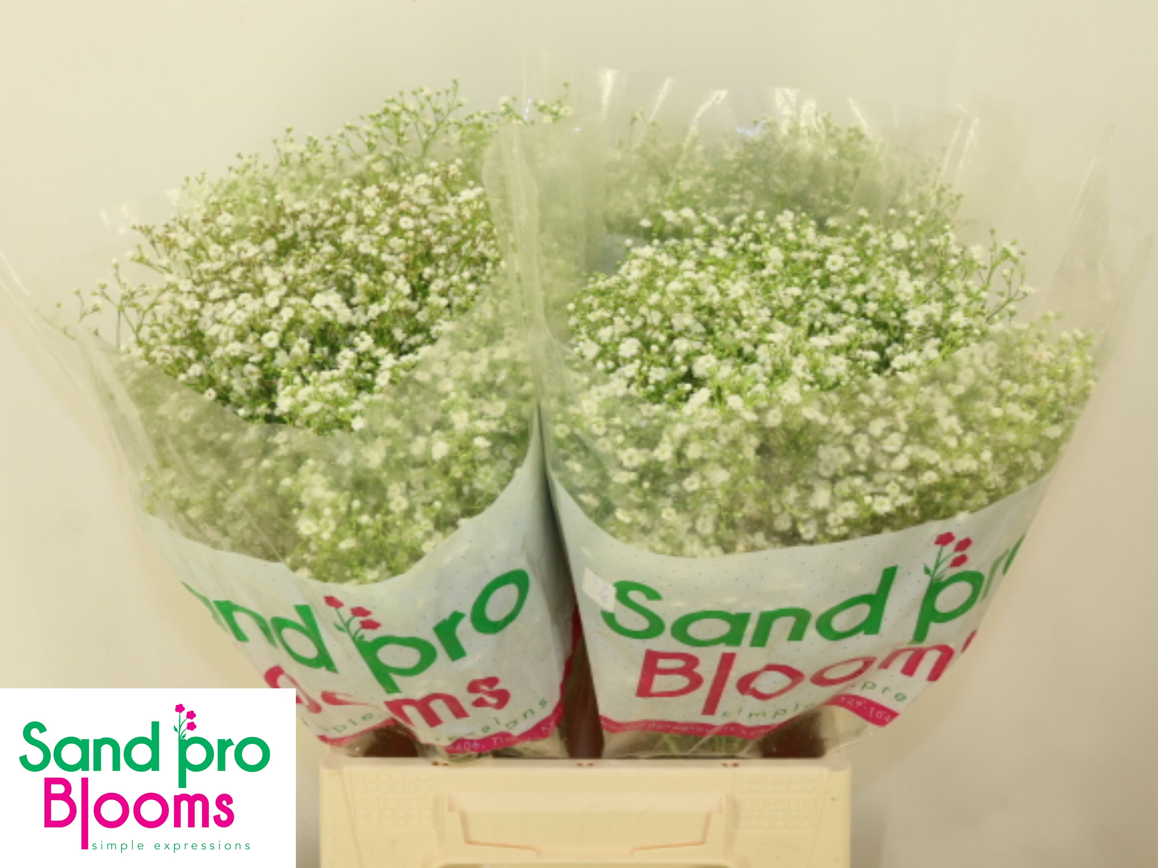 Gypsophila Discovery 40cm 4gram
