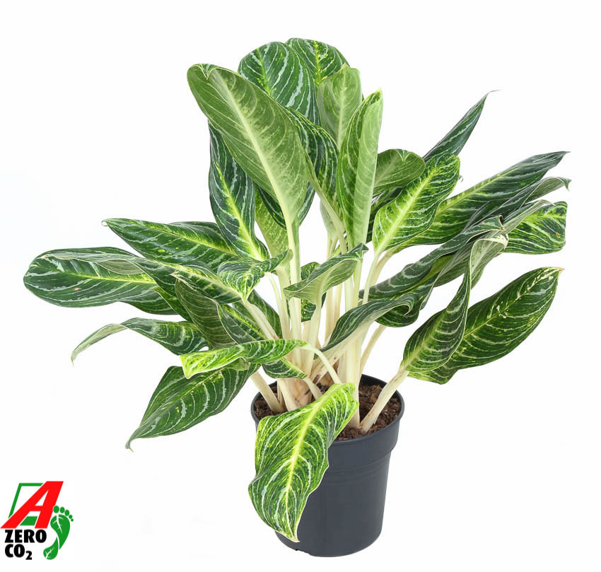 Picture of Aglaonema Key Lime P24 70CM (LOOSE)