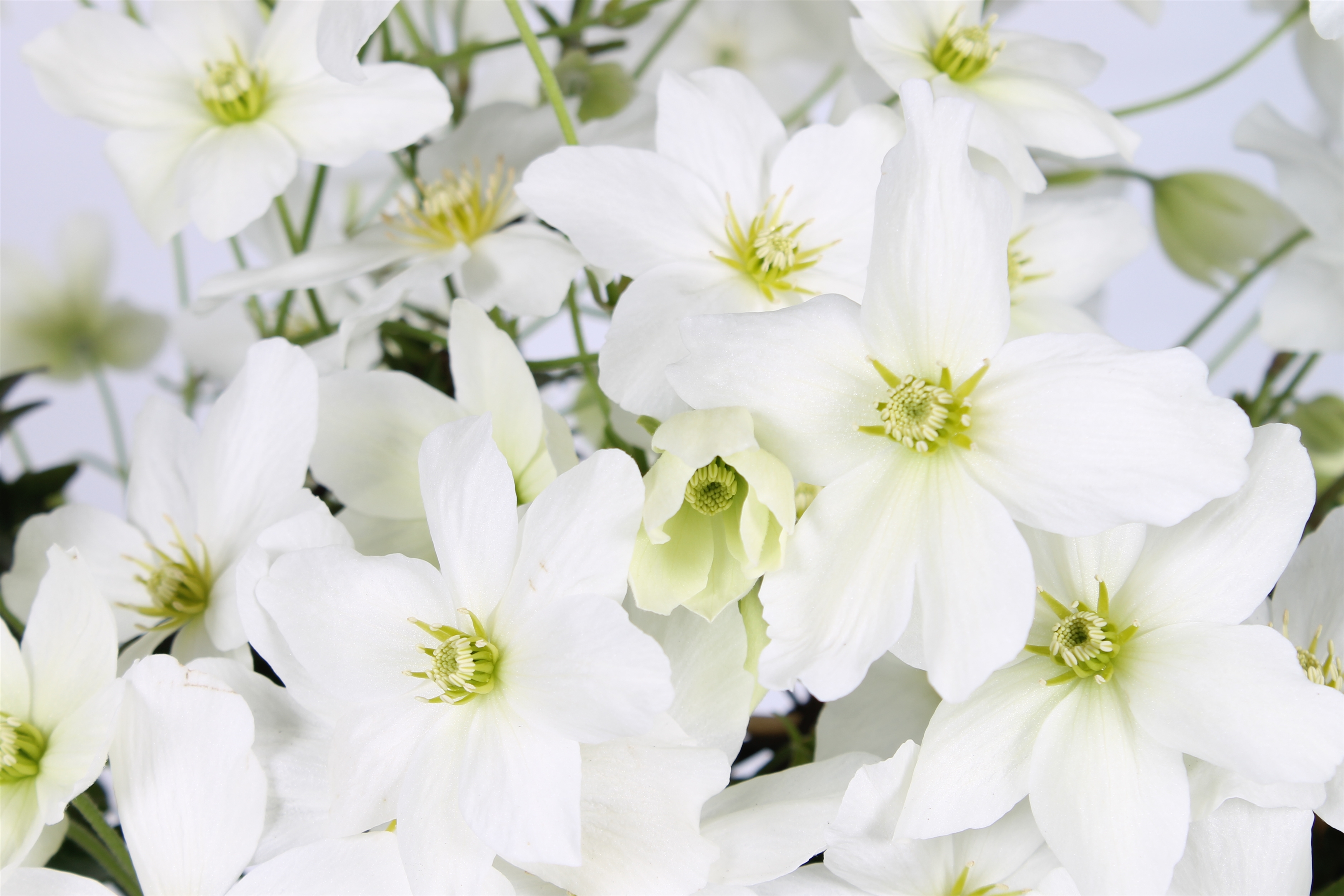 Picture of Clematis Avalanche Our Choice P23