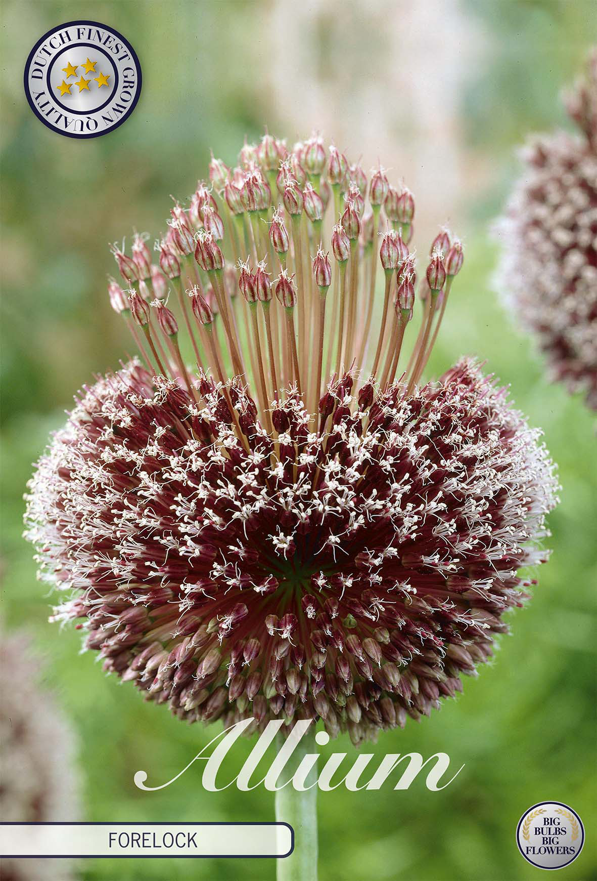 Allium 'Forelock'